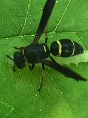 Euodynerus foraminatus