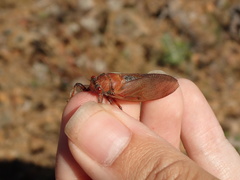 Okanagana opacipennis