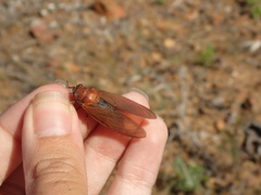 Okanagana opacipennis