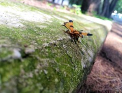 Calopteron reticulatum