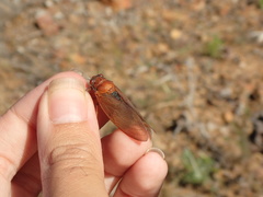 Okanagana opacipennis