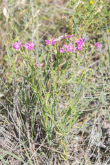 Zeltnera beyrichii