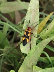 Oncopeltus cingulifer