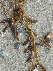 Stephanocystis geminata
