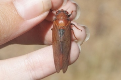 Okanagana opacipennis