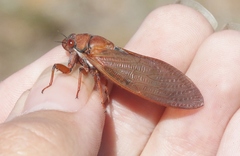 Okanagana opacipennis