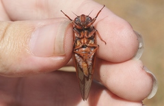 Okanagana opacipennis
