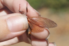 Okanagana opacipennis
