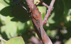 Okanagana opacipennis