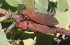 Okanagana opacipennis