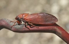 Okanagana opacipennis