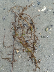 Stephanocystis geminata