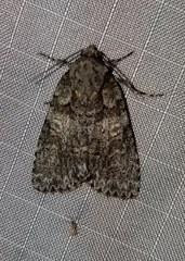 Acronicta increta