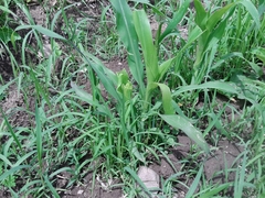 Zea mays mays