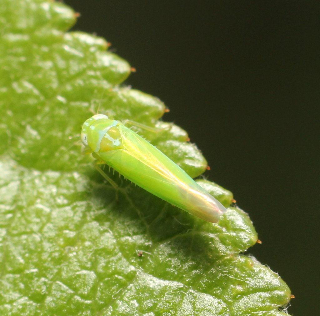 apple leafhopper