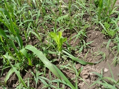 Zea mays mays