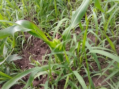 Zea mays mays