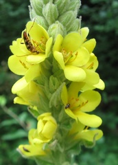 Strangalia luteicornis