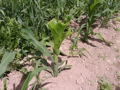 Zea mays mays