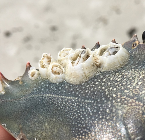 Turtle Barnacle