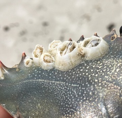 Chelonibia testudinaria