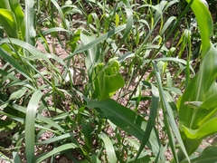 Zea mays mays