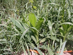 Zea mays mays