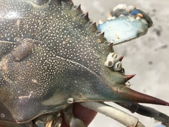 Chelonibia testudinaria