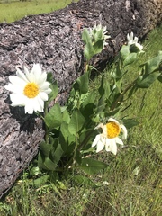 Wyethia helianthoides