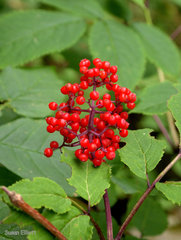 Sambucus racemosa racemosa