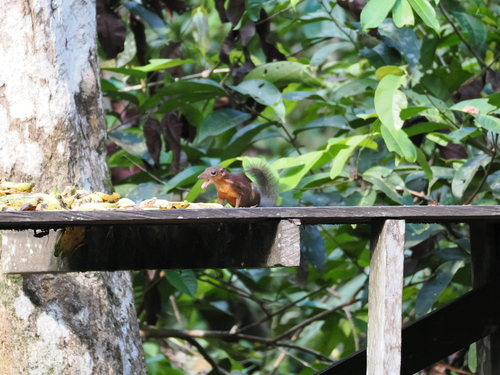 Kalimantan Treeshrew
