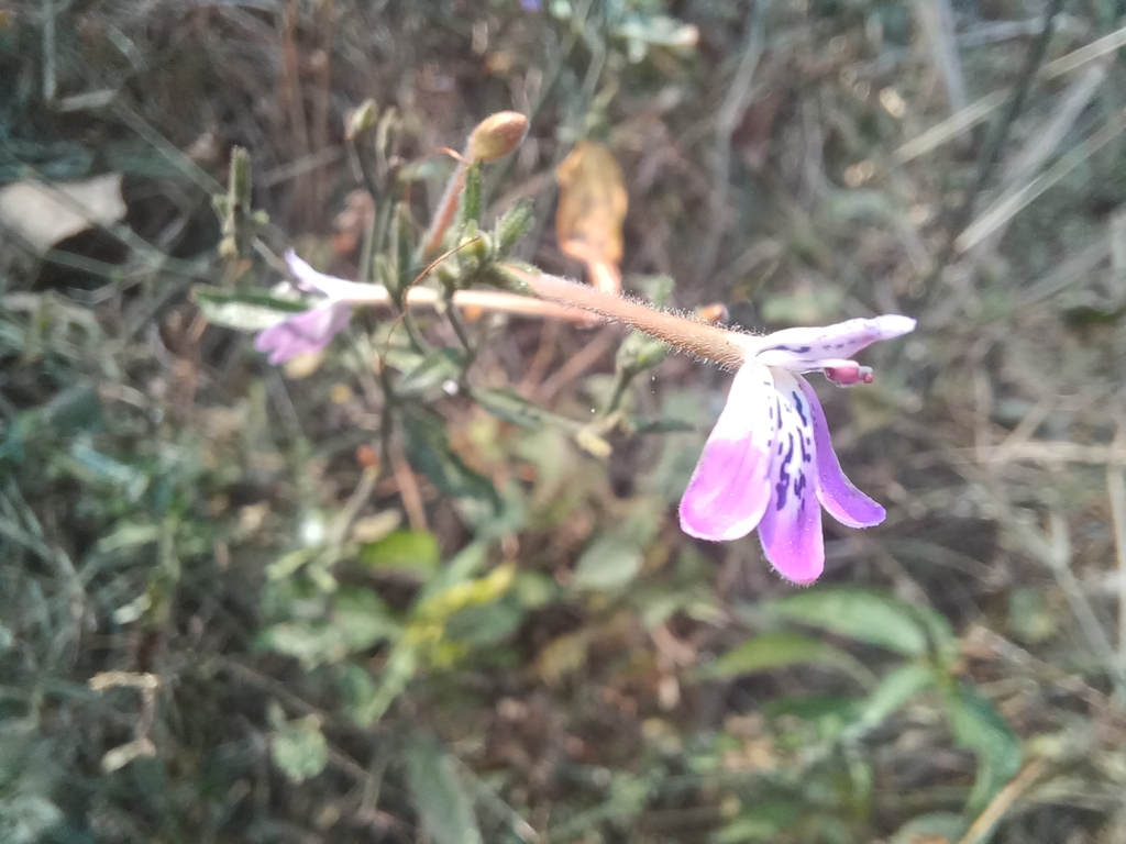 Rhinacanthus gracilis; photograph (c) Margaret Burger, some rights reserved (CC BY-SA)