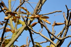 Pseudobombax longiflorum