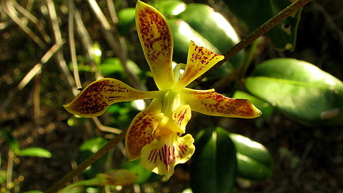 Heavyfruit Butterfly Orchid