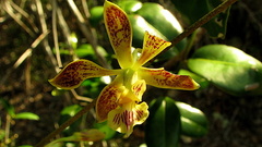 Heavyfruit Butterfly Orchid