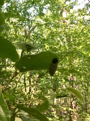 Dichomeris ligulella