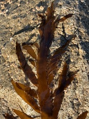 Desmarestia ligulata