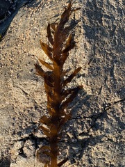 Desmarestia ligulata