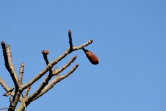 Pseudobombax longiflorum