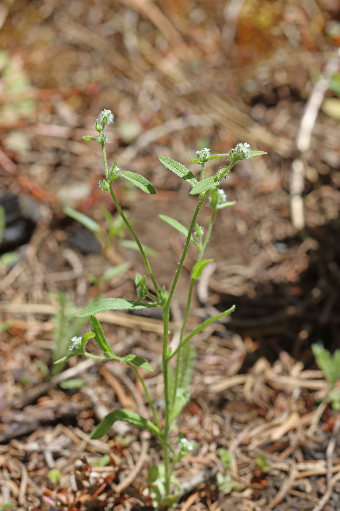Cryptantha torreyana