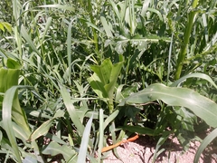 Zea mays mays