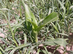 Zea mays mays