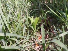 Zea mays mays