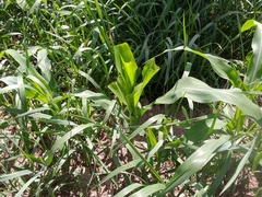 Zea mays mays