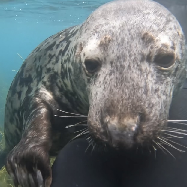 Grey seal close underwater in Devon, UK