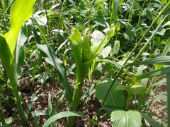 Zea mays mays