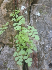 Cryptogramma stelleri image