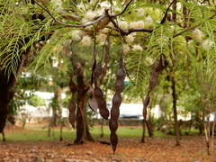 Anadenanthera peregrina