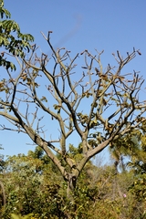 Pseudobombax longiflorum