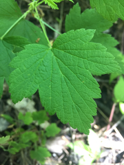 Ribes americanum